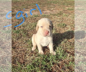 Labrador Retriever Puppy for sale in COLCORD, OK, USA