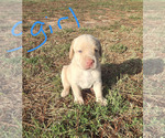 YELLOW GIRL - Female Labrador Retriever Puppy for Sale - Small photo