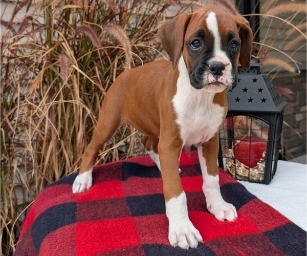 Medium Photo #59 Boxer Puppy For Sale in GOSHEN, IN, USA