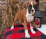 Small Photo #59 Boxer Puppy For Sale in GOSHEN, IN, USA