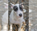Small Photo #5 Mutt Puppy For Sale in Hilton Head, SC, USA