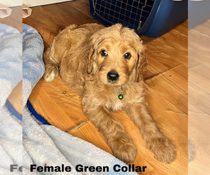 Goldendoodle Puppy for sale in MONTGOMERY, MN, USA