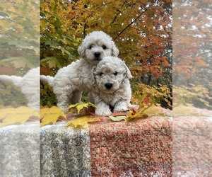 Bichpoo Puppy for Sale in PRINCETON, Kentucky USA