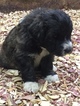 Small Photo #4 Pyredoodle Puppy For Sale in BOWLING GREEN, OH, USA