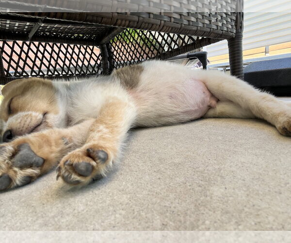Medium Photo #3 Mutt Puppy For Sale in Sandy, UT, USA