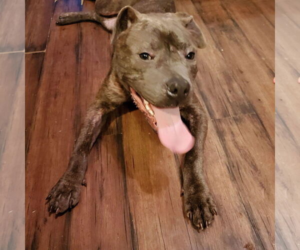 Medium Photo #19 American Pit Bull Terrier-Unknown Mix Puppy For Sale in Germantown, OH, USA