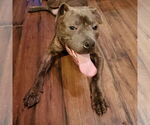 Small #18 American Pit Bull Terrier Mix
