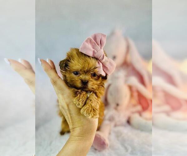 Medium Photo #13 Morkie Puppy For Sale in THONOTOSASSA, FL, USA