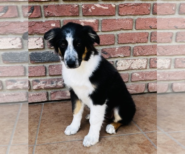 Medium Photo #1 Australian Shepherd Puppy For Sale in APPLE VALLEY, CA, USA