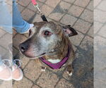 Small #10 American Pit Bull Terrier Mix