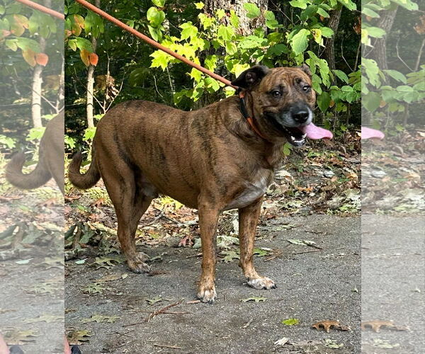 Medium Photo #4 Mountain Cur Puppy For Sale in Frenchburg, KY, USA