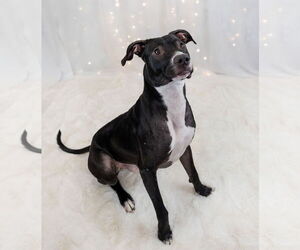 Labrador Retriever-Unknown Mix Dogs for adoption in Princeton, MN, USA