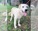 Small #13 Great Pyrenees