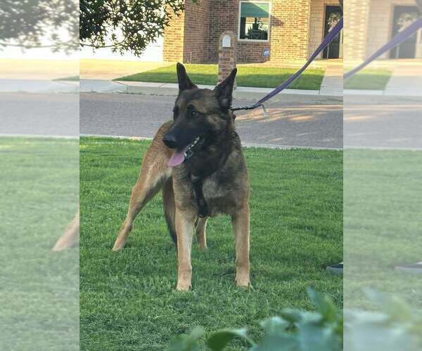 Medium Photo #3 German Shepherd Dog-Unknown Mix Puppy For Sale in Imlay City, MI, USA