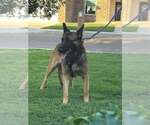 Small #2 German Shepherd Dog Mix