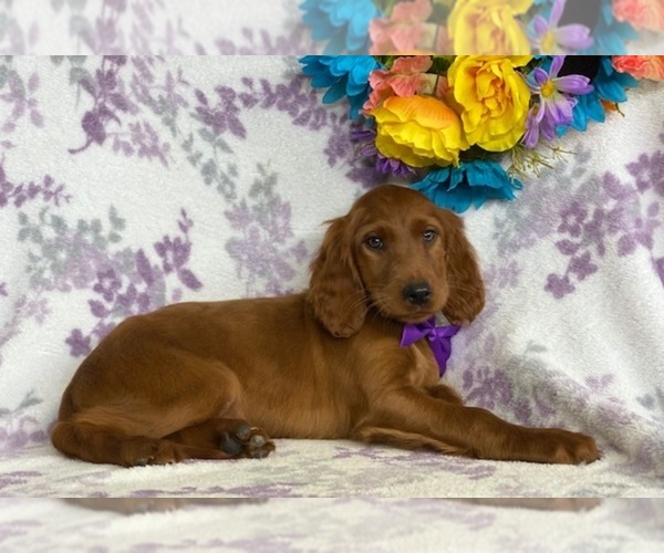 Medium Photo #1 Irish Setter Puppy For Sale in LANCASTER, PA, USA