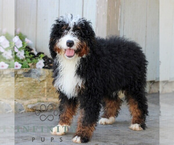 Medium Photo #6 Bernedoodle (Miniature) Puppy For Sale in LITITZ, PA, USA