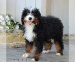 Small #5 Bernedoodle (Miniature)