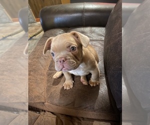 French Bulldog Puppy for Sale in KINGSTON, New York USA