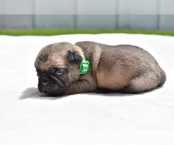 Medium Photo #3 Pug Puppy For Sale in PALM COAST, FL, USA