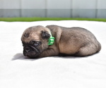 Small #2 Pug