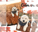 Puppy Clove Pyredoodle