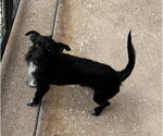 Small #6 Miniature Schnauzer Mix