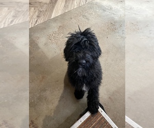 Aussiedoodle-Poodle (Standard) Mix Puppy for Sale in LAKE, Michigan USA