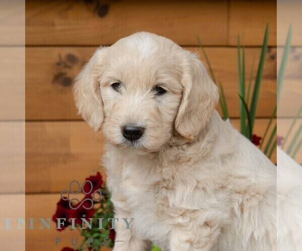 Medium Photo #7 Goldendoodle Puppy For Sale in ROARING SPRING, PA, USA