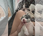 Small Photo #3 French Bulldog Puppy For Sale in CHIEFLAND, FL, USA