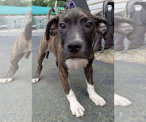 Medium Boxer Mix