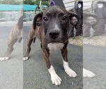 Small Boxer Mix