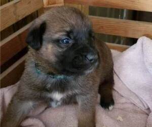 German Shepherd Dog-Saint Bernard Mix Puppy for sale in SAND LAKE, MI, USA