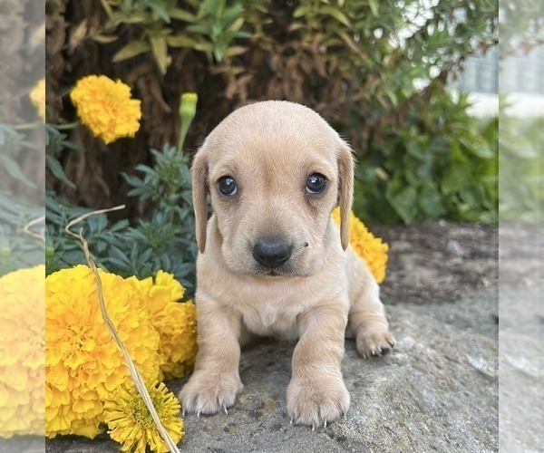 Medium Photo #2 Dachshund Puppy For Sale in FREDONIA, PA, USA