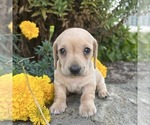 Small #1 Dachshund