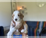 Small Photo #25 F2 Aussiedoodle-Irish Doodle Mix Puppy For Sale in SACRAMENTO, CA, USA