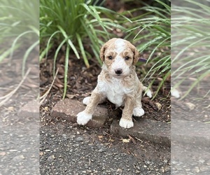 Goldendoodle (Miniature) Puppy for sale in SAINT MARYS, KS, USA