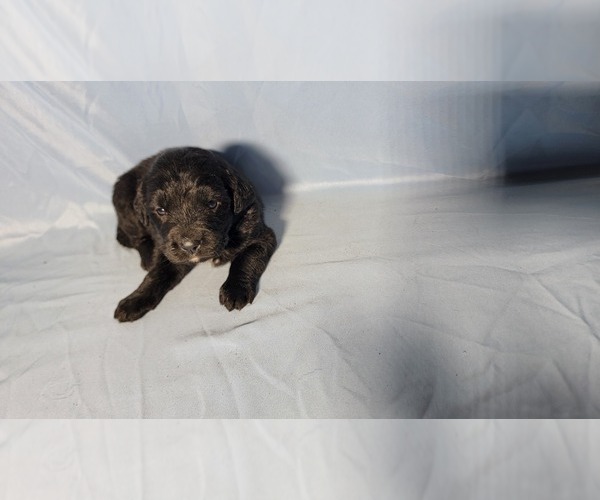 Medium Photo #6 Golden Mountain Dog Puppy For Sale in BLACK FOREST, CO, USA