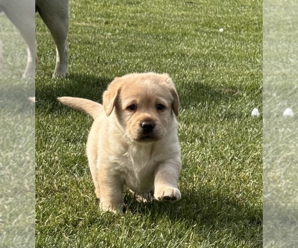 Medium Photo #1 Labrador Retriever Puppy For Sale in NUNDA, NY, USA