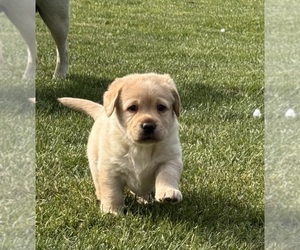 Labrador Retriever Litter for sale in NUNDA, NY, USA