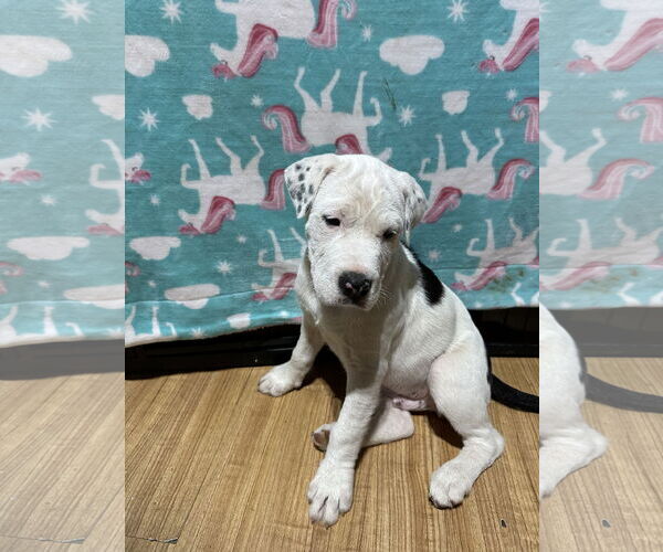 Medium Photo #2 American Pit Bull Terrier-Border Collie Mix Puppy For Sale in Ball Ground, GA, USA