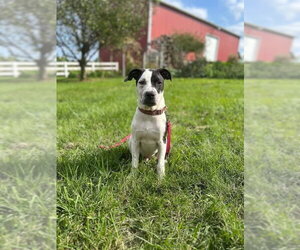 Cruiser Burt - Male American Pit Bull Terrier-Unknown Mix Dog for Adoption - Photo #5