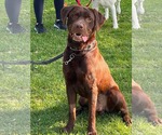 Small #1 Labrador Retriever Mix