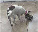 Small #14 Jack Russell Terrier-Whippet Mix
