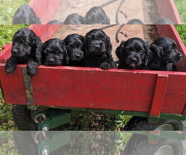Medium Photo #1 Cock-A-Poo Puppy For Sale in SALEM, MO, USA