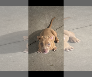 American Bully Puppy for sale in POLK CITY, FL, USA