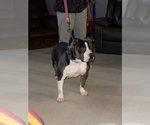 Small Photo #1 American Bully Puppy For Sale in WINDSOR, PA, USA