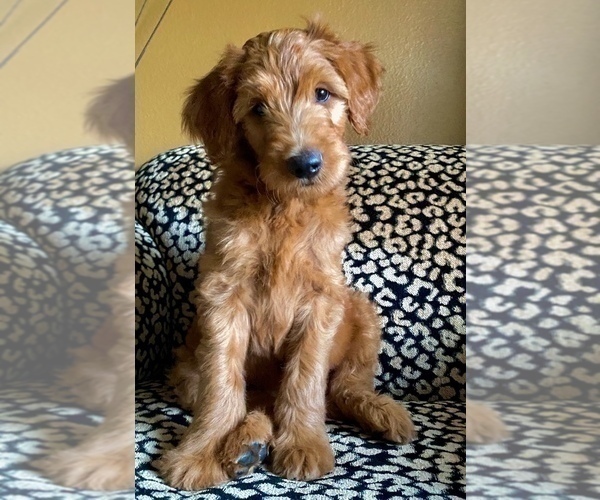 Medium Photo #4 Goldendoodle Puppy For Sale in RANCHO CUCAMONGA, CA, USA