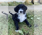 Small Photo #1 Aussiedoodle Puppy For Sale in VIRGINIA, IL, USA