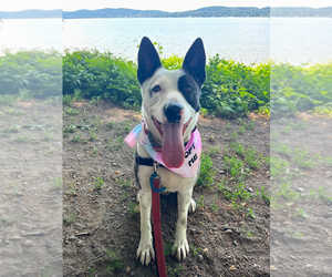 Mutt Dogs for adoption in Elmsford, NY, USA